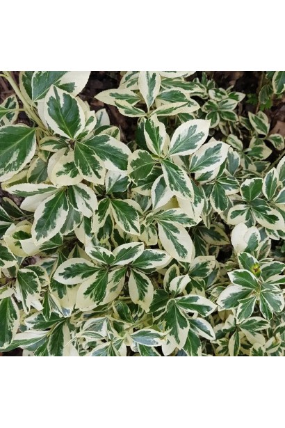 Бруслина форчуна Сільвер Квін і Бруслина японська Ауреомаргіната на штамбі | Euonymus fortune Silver Queen  and Japanese Aureomarginata on shtambe | Бересклет форчуна Сильвер Квин и Бересклет японский Ауреомаргината на штамбе